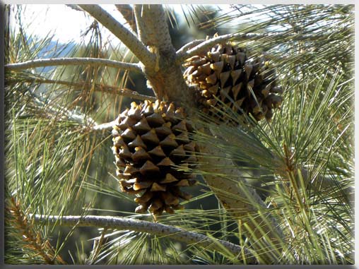 pine cones